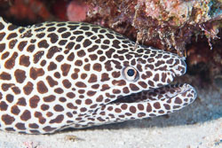 BD-150422-Maldives-7724-Gymnothorax-favagineus.-Bloch---Schneider.-1801-[Laced-moray].jpg